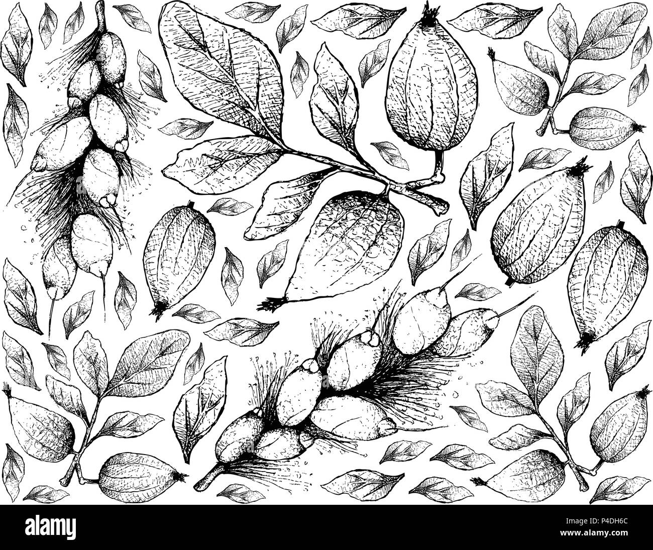 Tropical Fruit, Illustration Wallpaper of Hand Drawn Sketch Gardenia Erubescens and Barringtonia Edulis Fruits Isolated on White Background Stock Vector