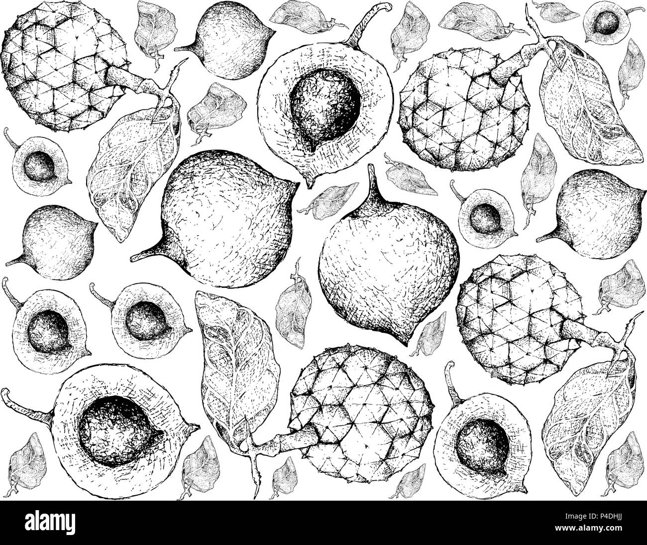 Tropical Fruits, Illustration Wallpaper Background of Hand Drawn Sketch of Fresh False Mangosteen or Garcinia Cochinchinensis and Araticum or Duguetia Stock Vector