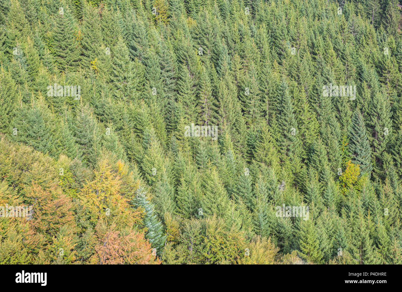 Forest douglas fir trees background hires