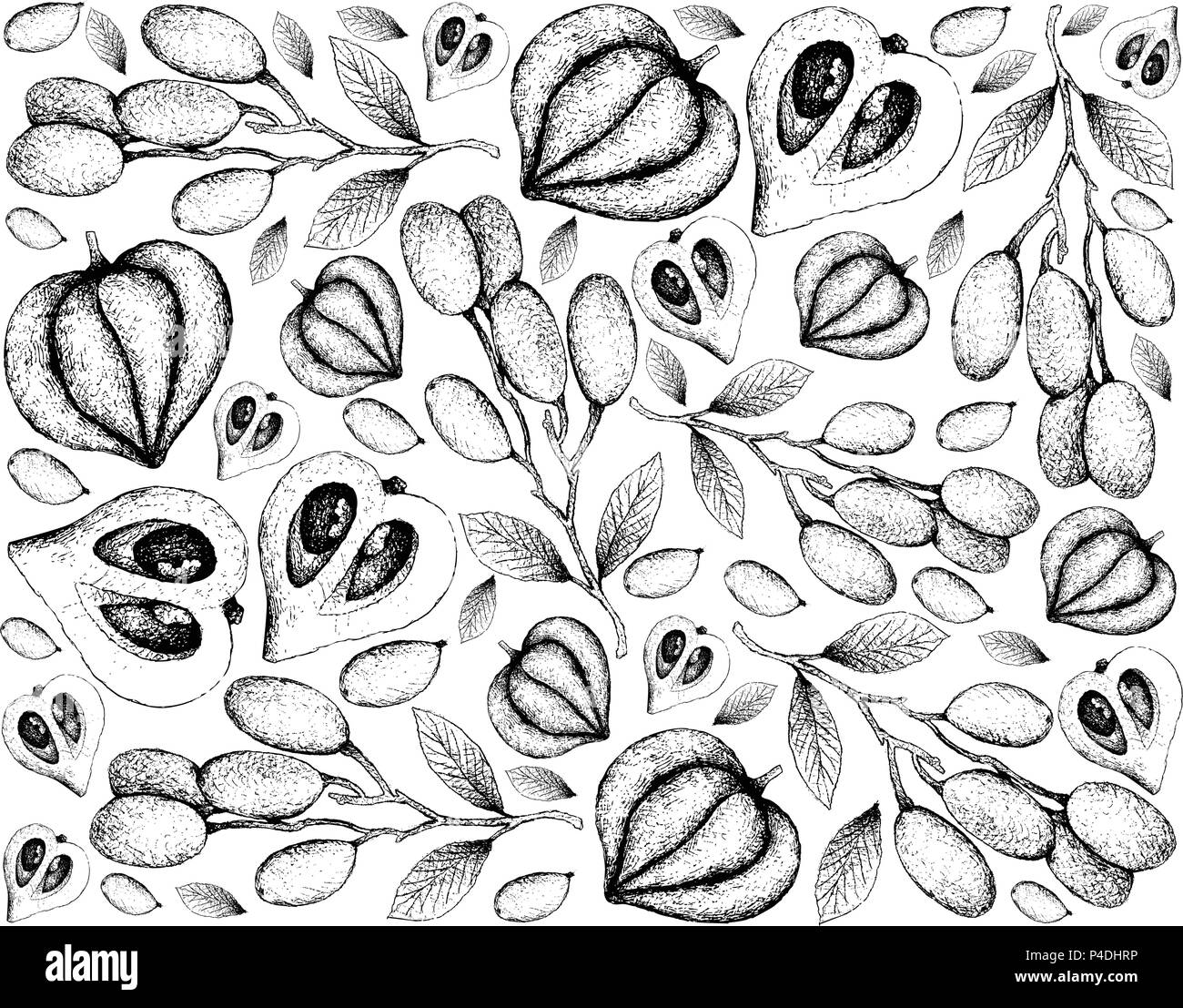 Tropical Fruit, Illustration Wallpaper Background of Hand Drawn Sketch of Fresh Elaeocarpus Hygrophilus and Chilean Guava, Strawberry Myrtle or Ugni M Stock Vector