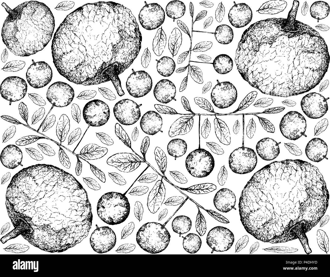 Tropical Fruit, Illustration Wallpaper Background of Hand Drawn Sketch Feroniella Lucida and Diospyros Filipendula Fruits Isolated on White Background Stock Vector