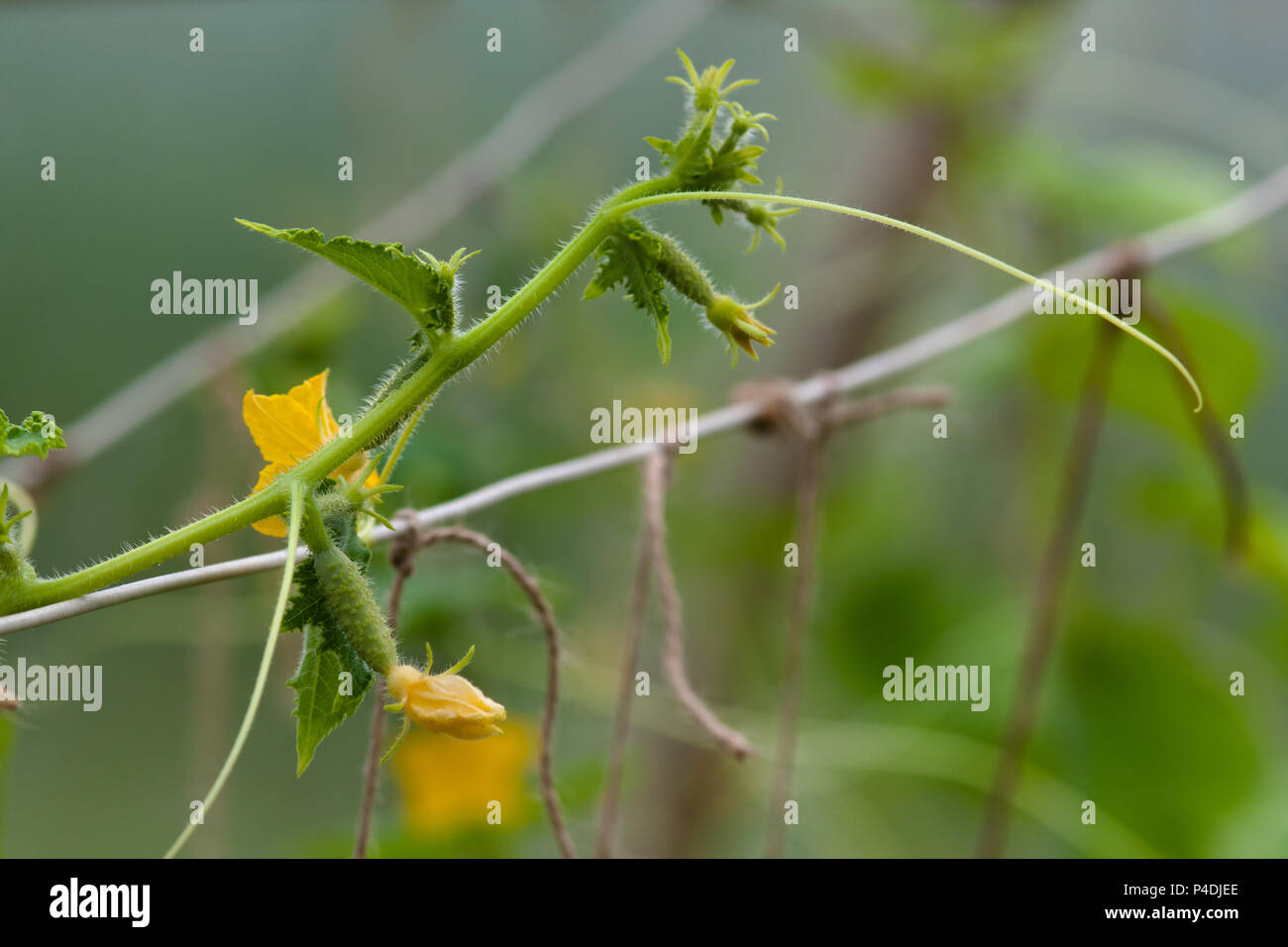 cucumber vine with flowers and tendrils in the greenhouse Stock Photo