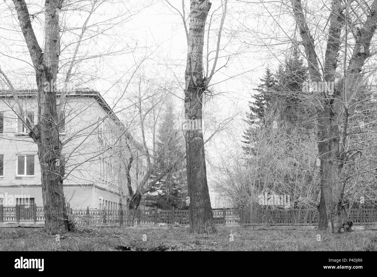 Three Trees In A Town By The Road Stock Photo Alamy alamy