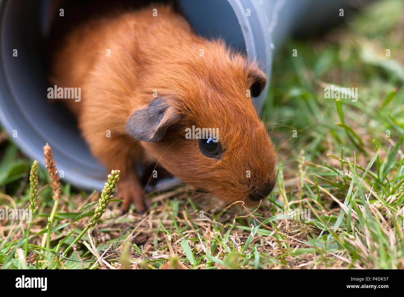 View of Guinea pig grass hi-res stock photography and images - Alamy