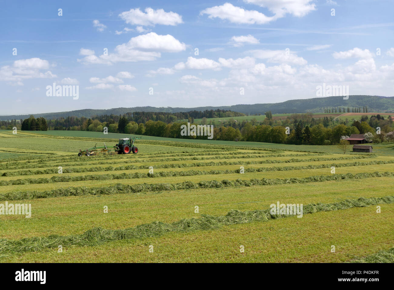 Tractor at harvest of green fodder Stock Photo