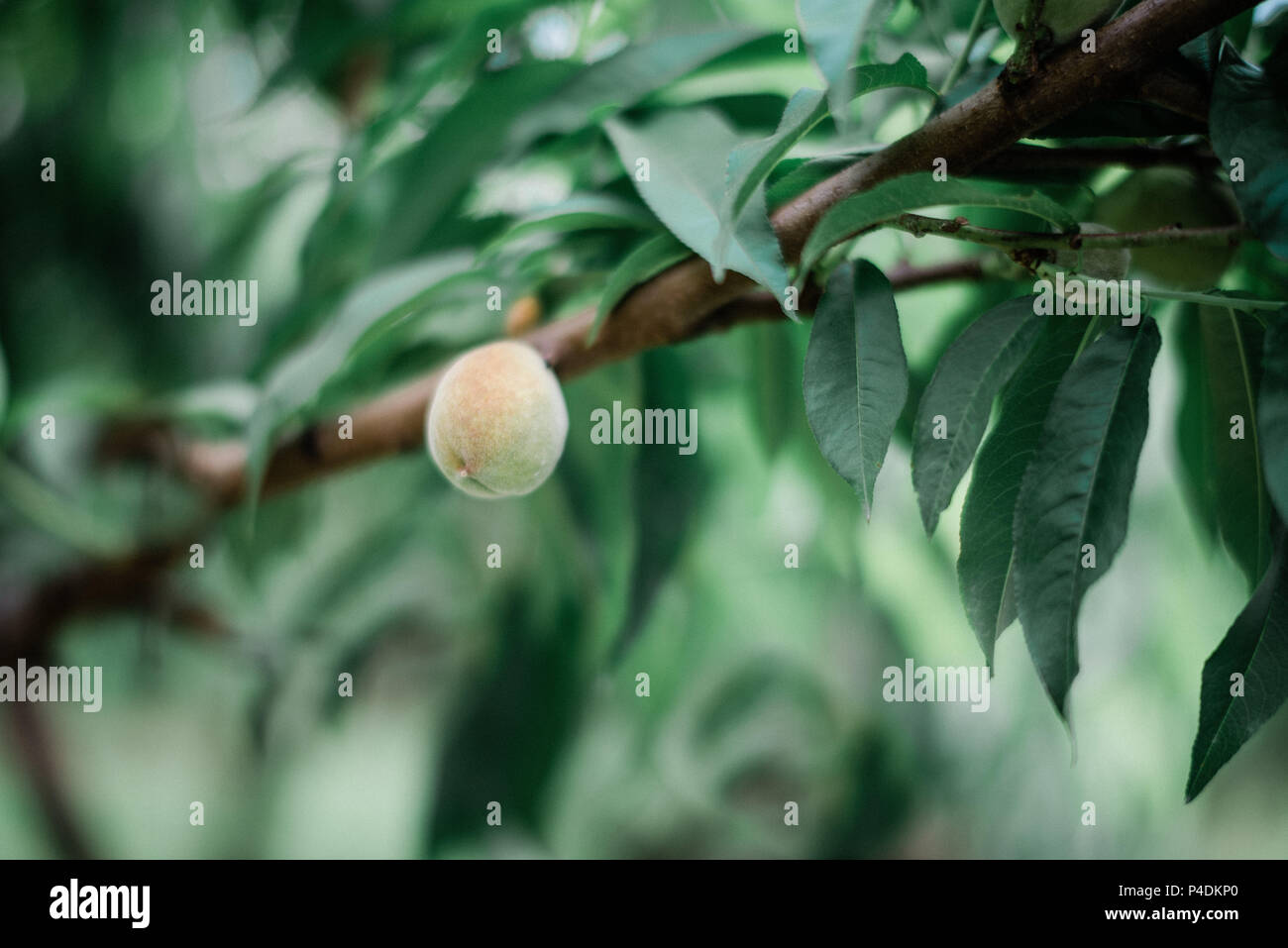 Peaches on the tree, ripening Stock Photo Alamy