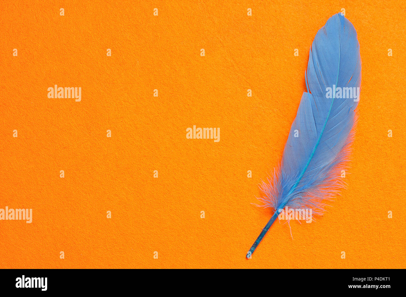 A blue feather on an orange background Stock Photo Alamy