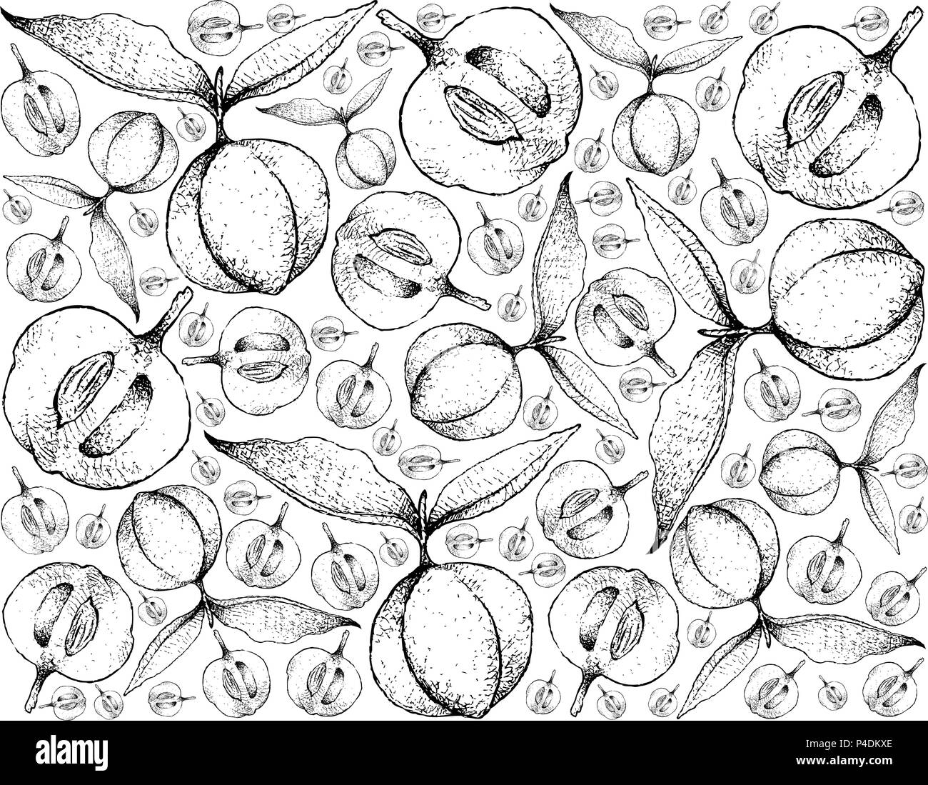 Tropical Fruit, Illustration Wallpaper of Hand Drawn Sketch Ripe and Sweet Diospyros Blancoi or Velvet Apple Fruits Isolated on White Background. Stock Vector