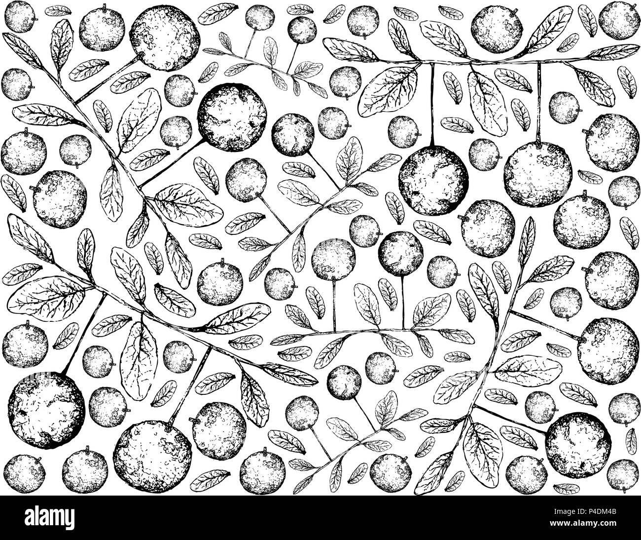 Tropical Fruit, Illustration Wallpaper of Hand Drawn Sketch Ripe and Sweet Diospyros Filipendula Fruits Isolated on White Background. Stock Vector