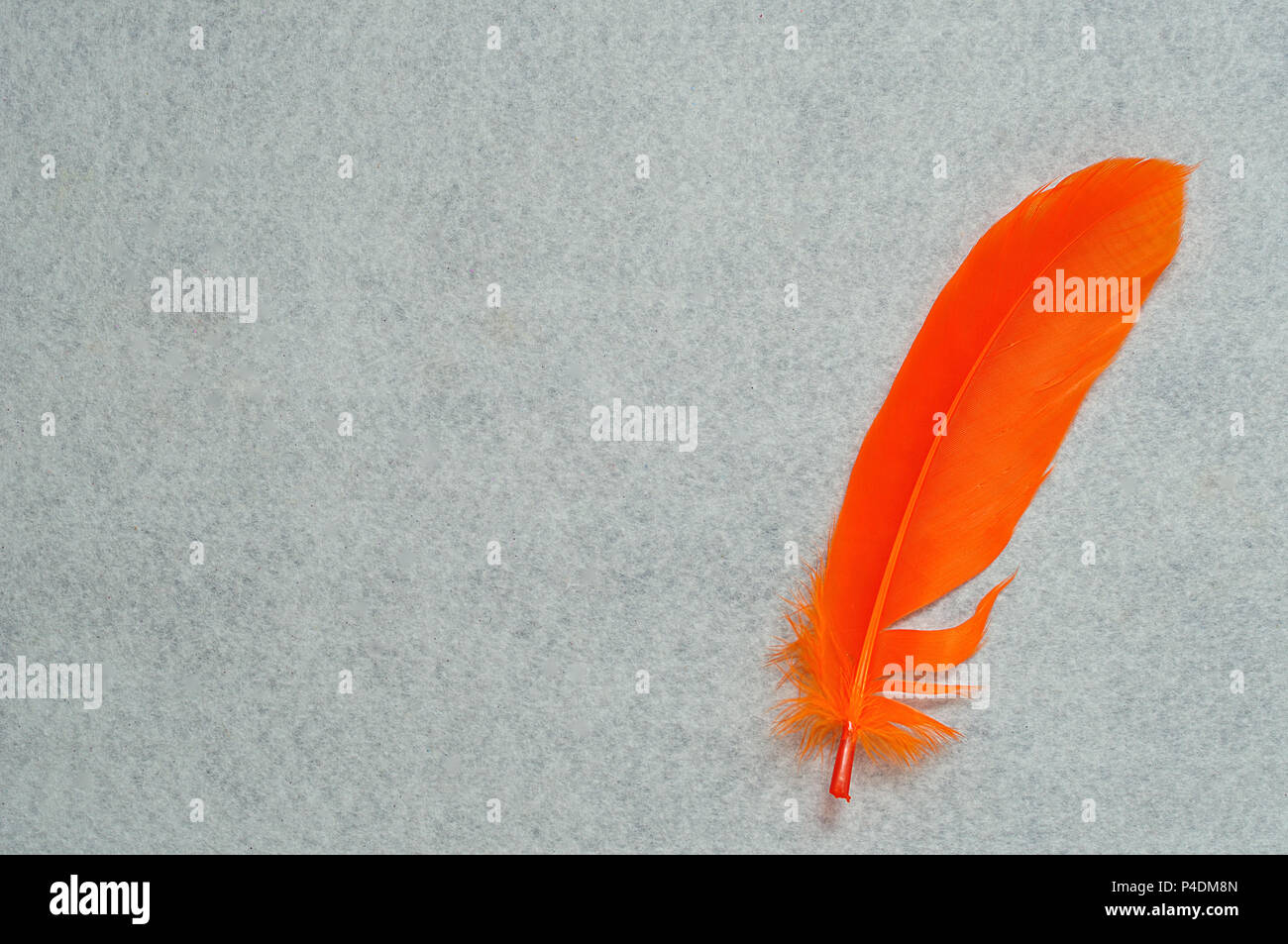 An orange feather on a white background Stock Photo