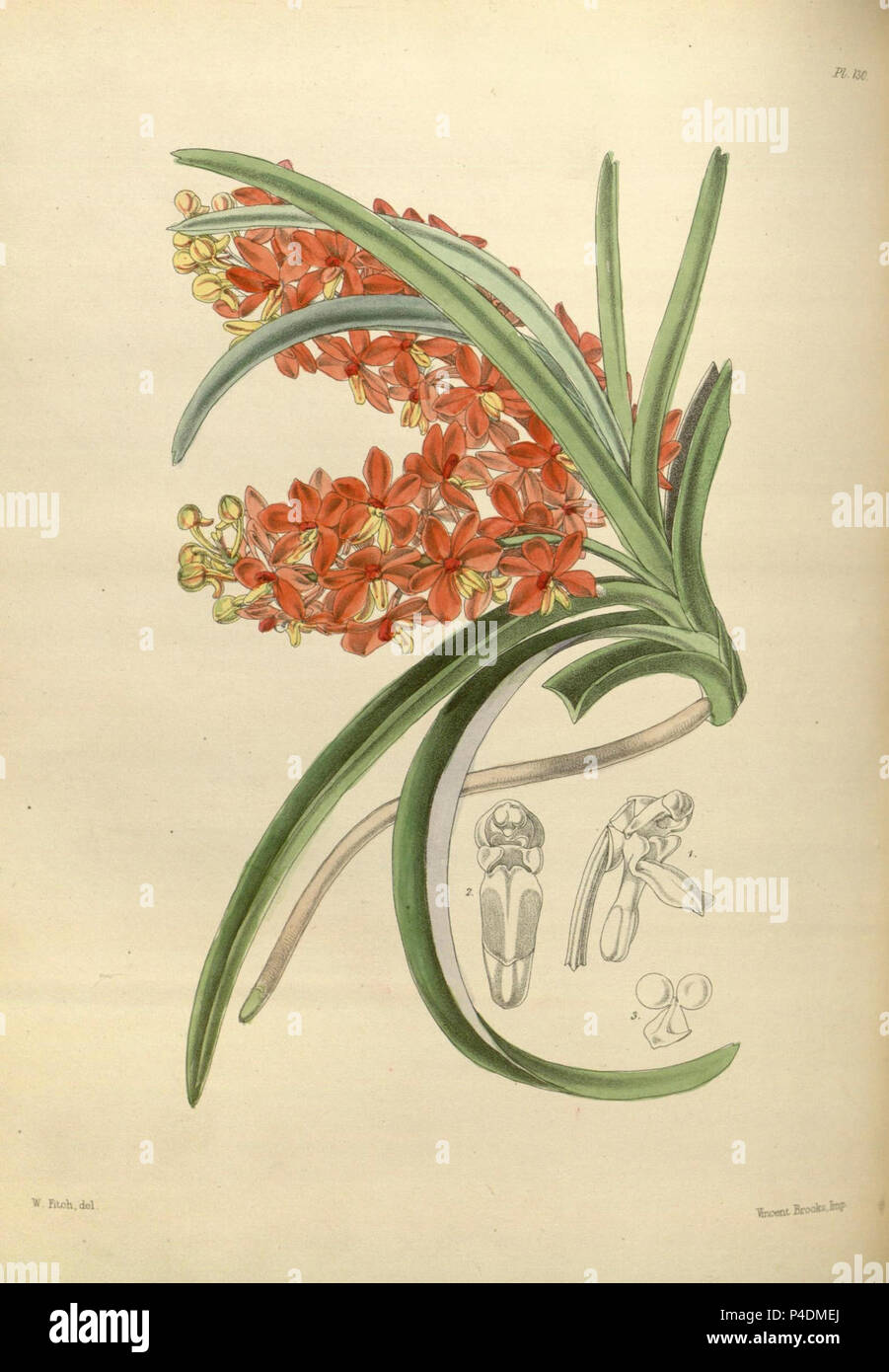130 A second century of orchidaceous plants (8361555262). Stock Photo