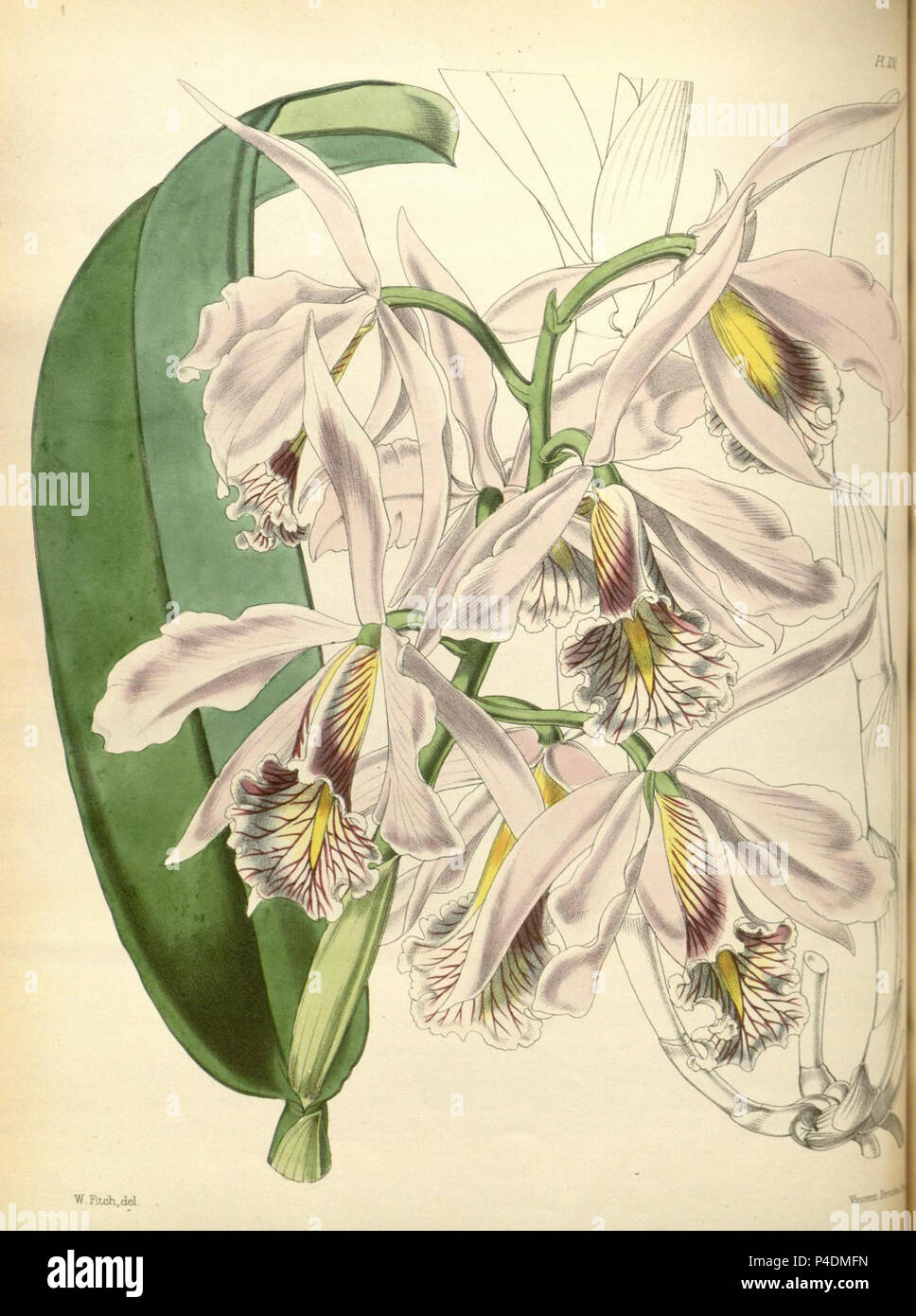 131 A second century of orchidaceous plants (8360492813). Stock Photo