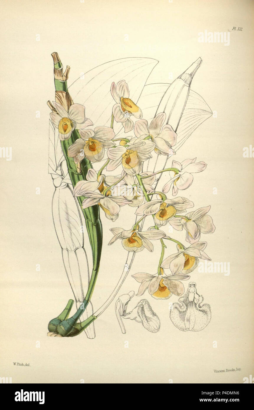 132 A second century of orchidaceous plants (8361556138). Stock Photo