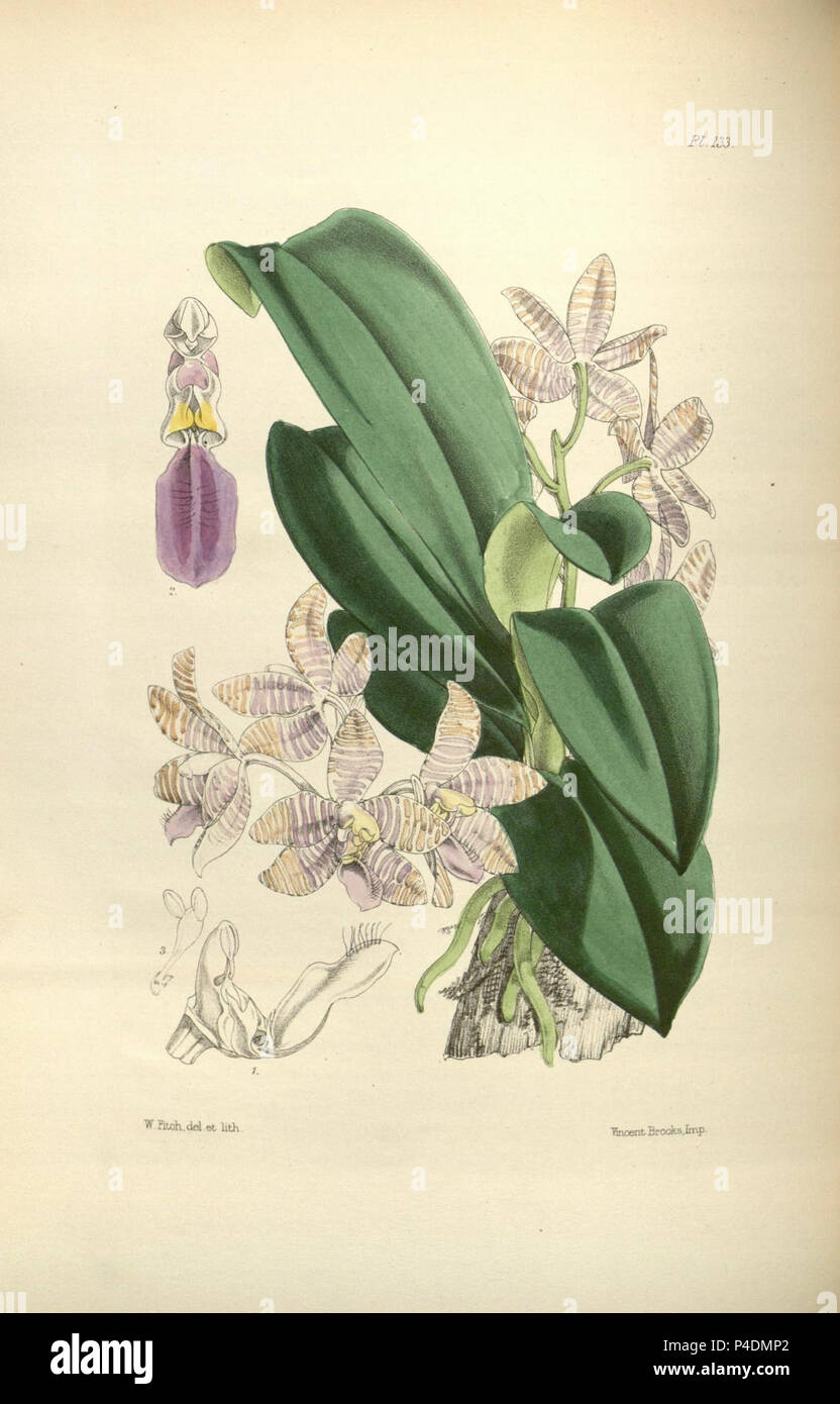 133 A second century of orchidaceous plants (8360493747). Stock Photo