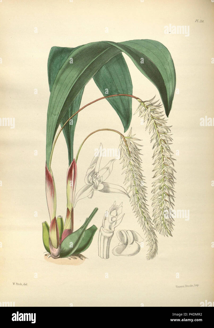 134 A second century of orchidaceous plants (8360494397). Stock Photo