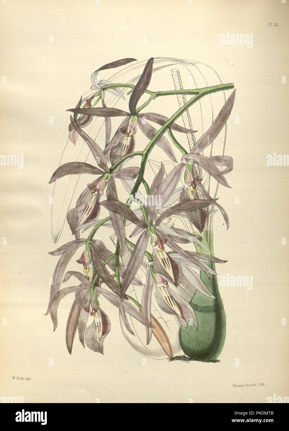 135 A second century of orchidaceous plants (8360495167). Stock Photo