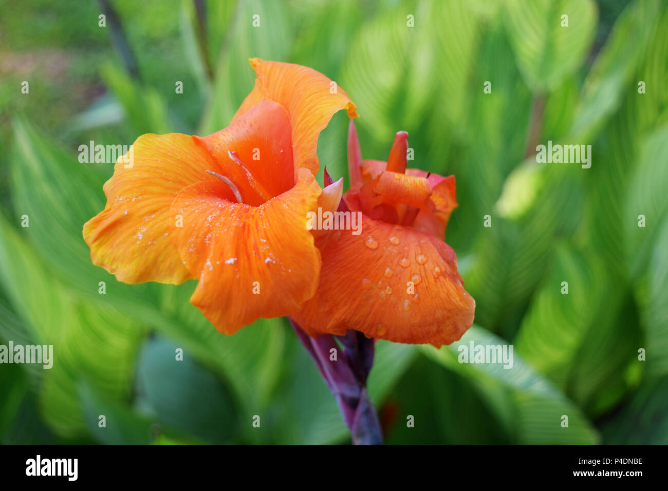 Orange Canna Lily Plant Stock Photo