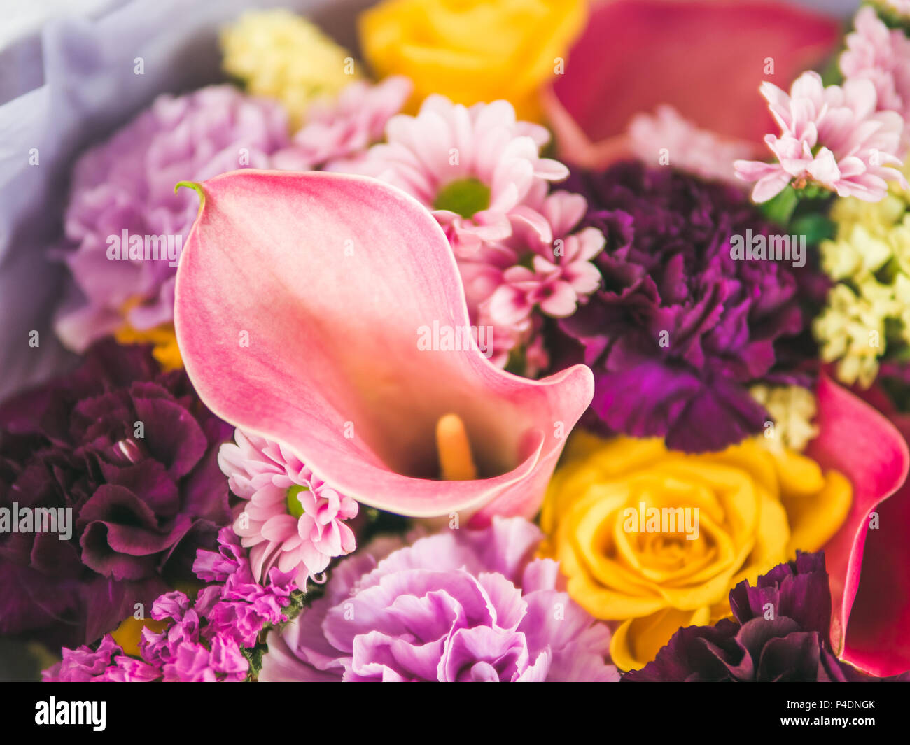 Extreme close up lilac bouquet with arum lily or calla, roses, dianthus, chrysanthemum, limonium, matthiola. Focus on calla. Shallow DOF, copy space Stock Photo