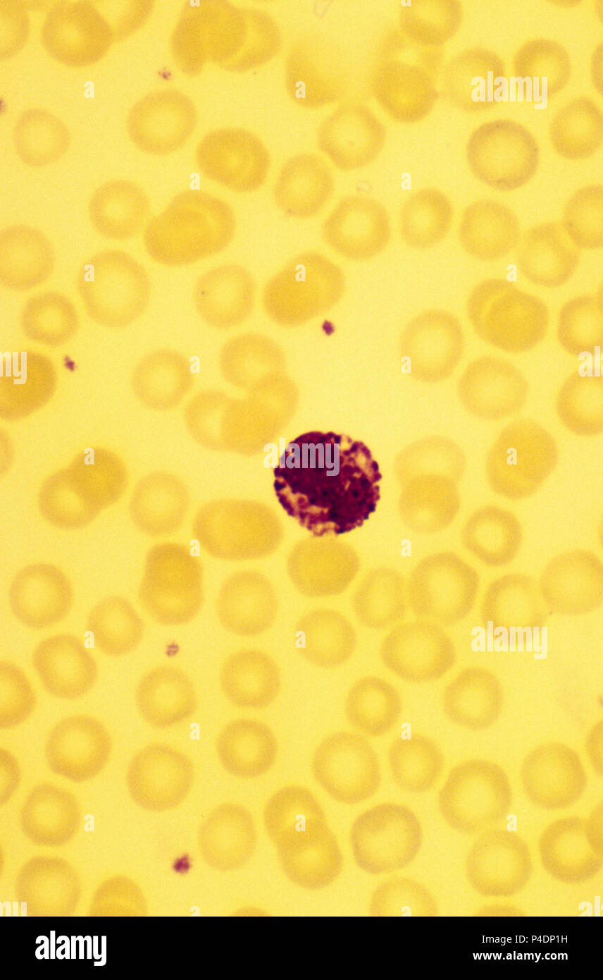 basophil white blood cell Stock Photo