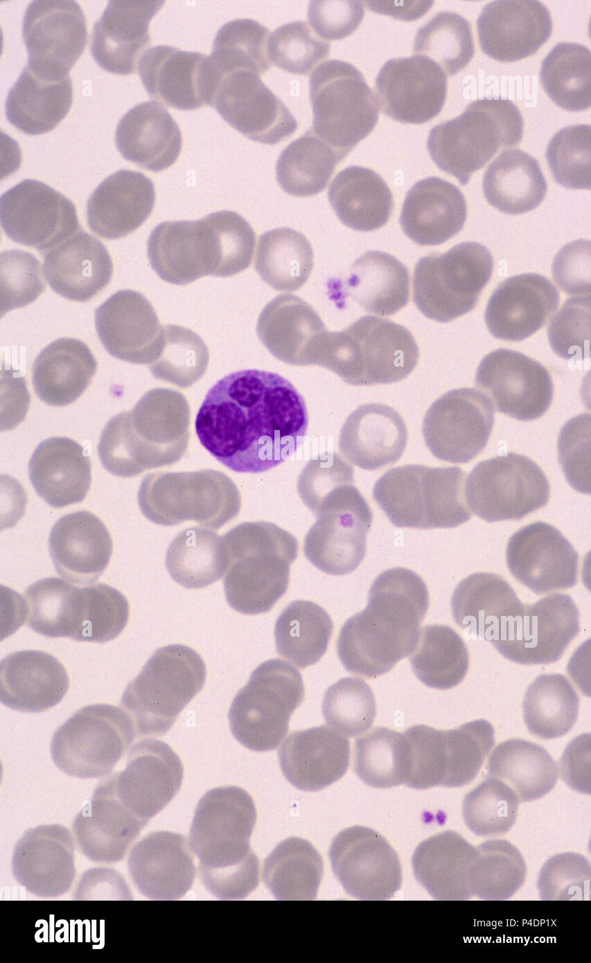 Normal blood cells Stock Photo