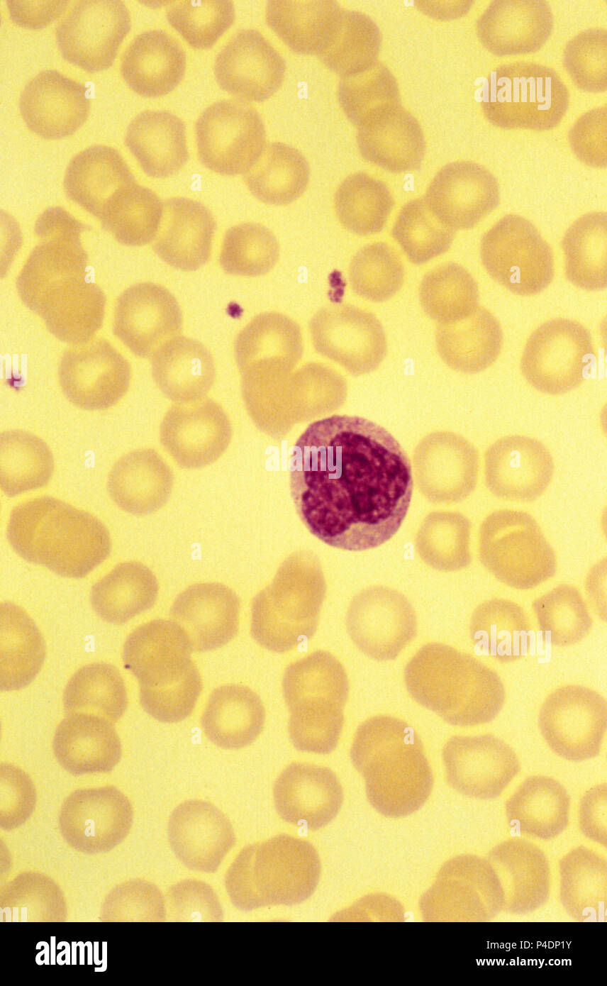 Monocyte, white blood cell Stock Photo