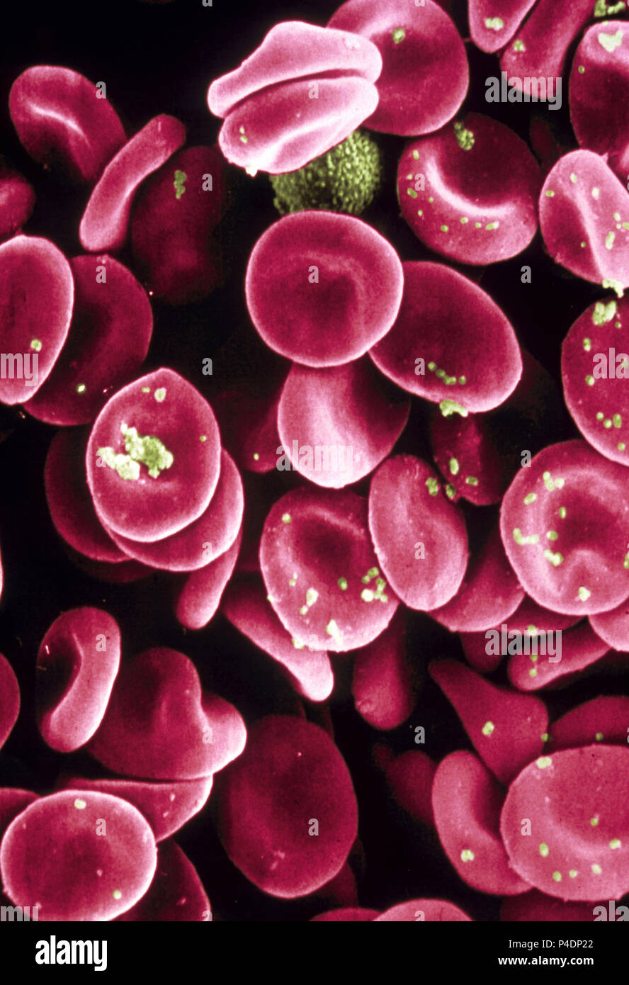 Red Blood Cells.Scanning electron microscope Stock Photo