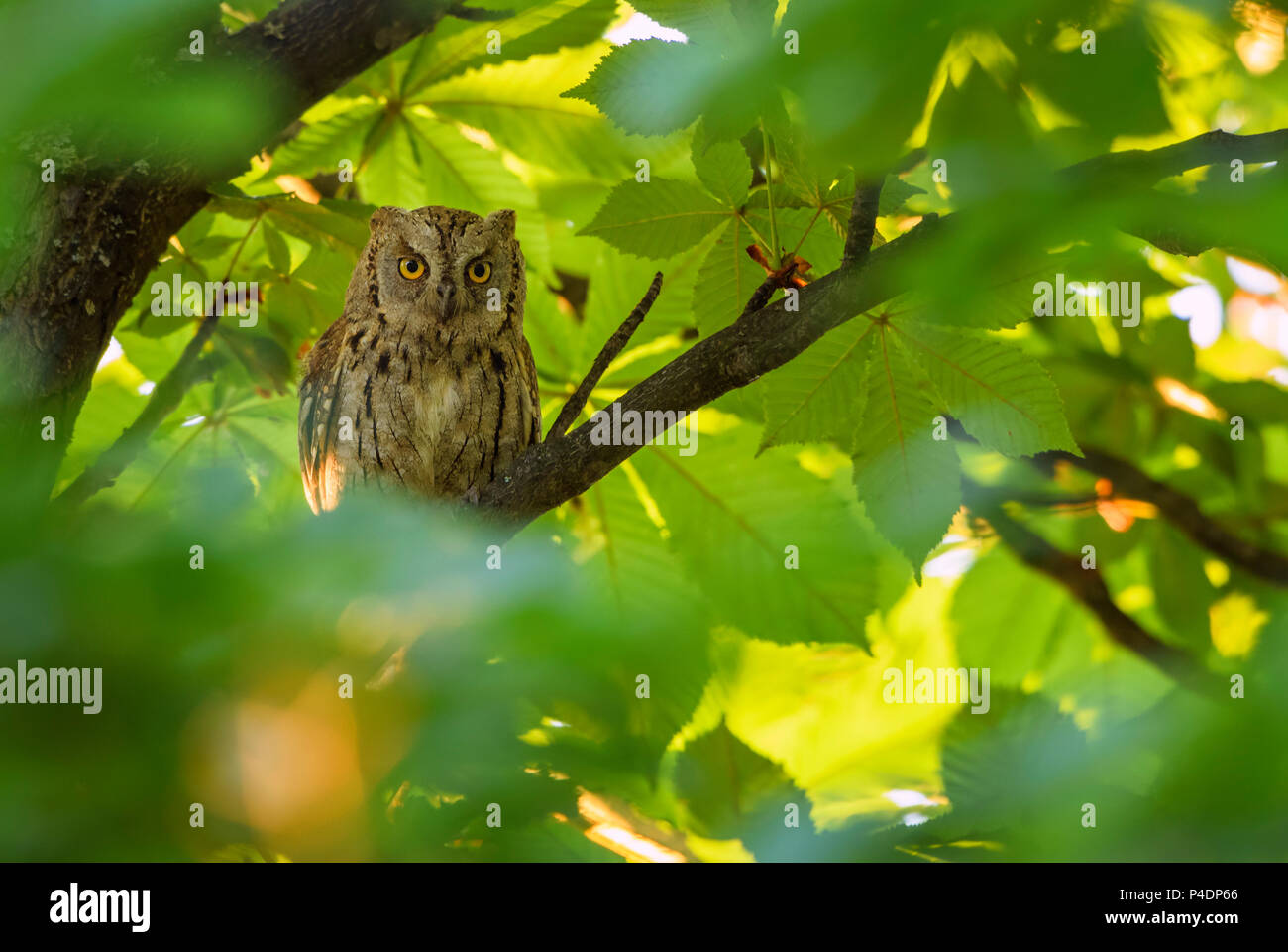 Scops Owl - Otus scops, beautiful small owl from European forests and woodlands, Eastern Rodope Mountains, Bulgaria. Stock Photo