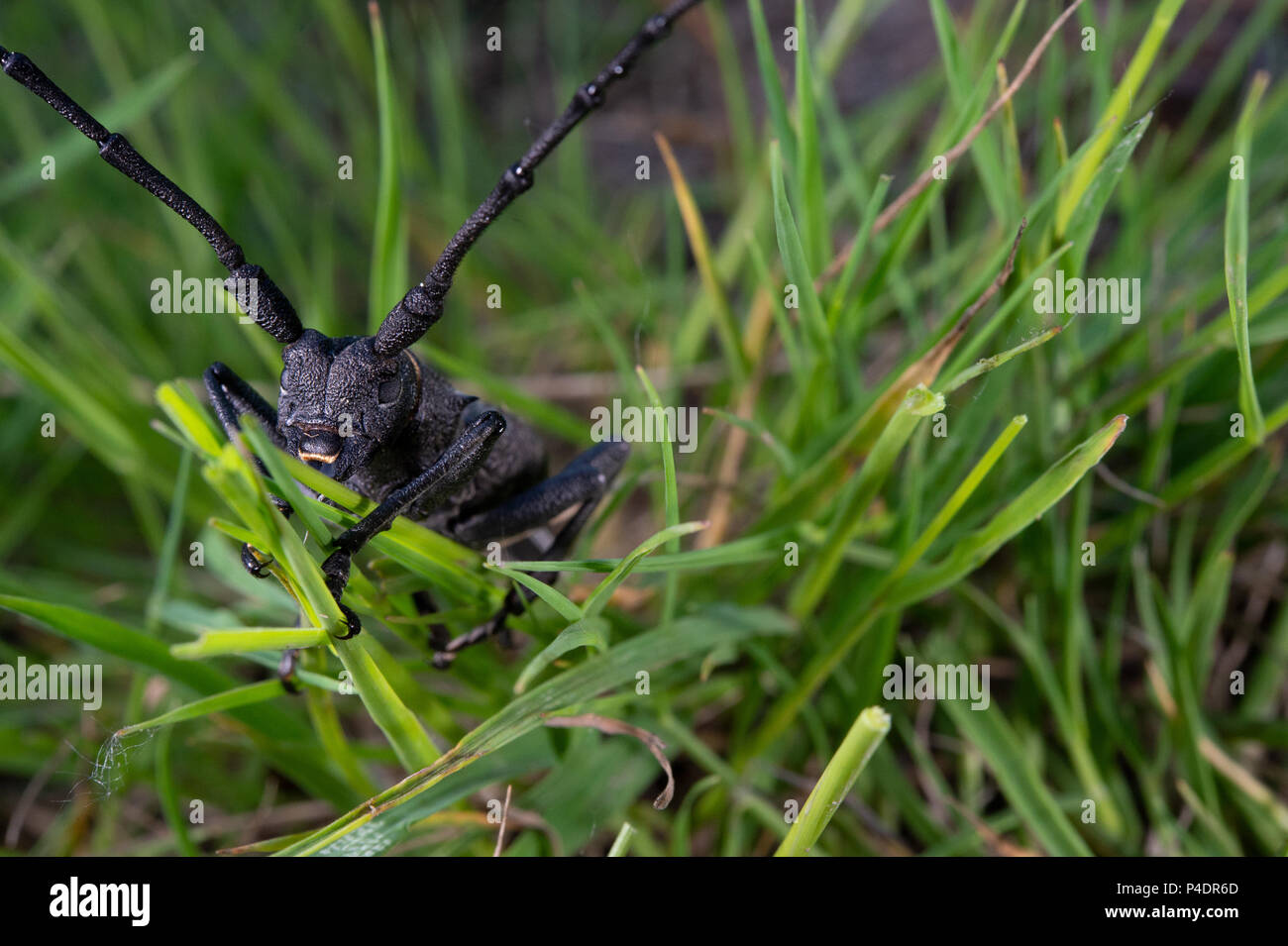 Longhorn beetles,  Morimus asper, Coleoptera, Cerambycidae, Canale Monterano, Lazio, Rome, Italy, Europe Stock Photo