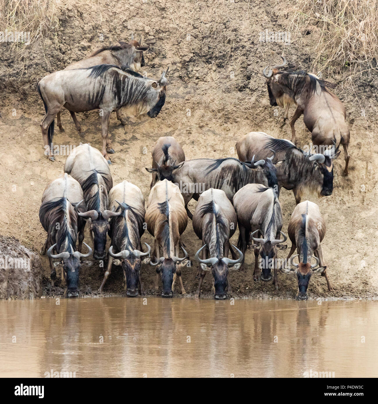 A row of wildebeest drink from the Mara River during the Great Migration in the Masai Mara, Kenya Stock Photo