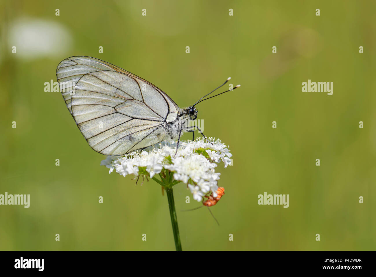 Black-veined White butterfly - Aporia crataegi, beautiful white butterfly from European meadows and grasslands, Eastern Rodope Mountains, Bulgaria. Stock Photo