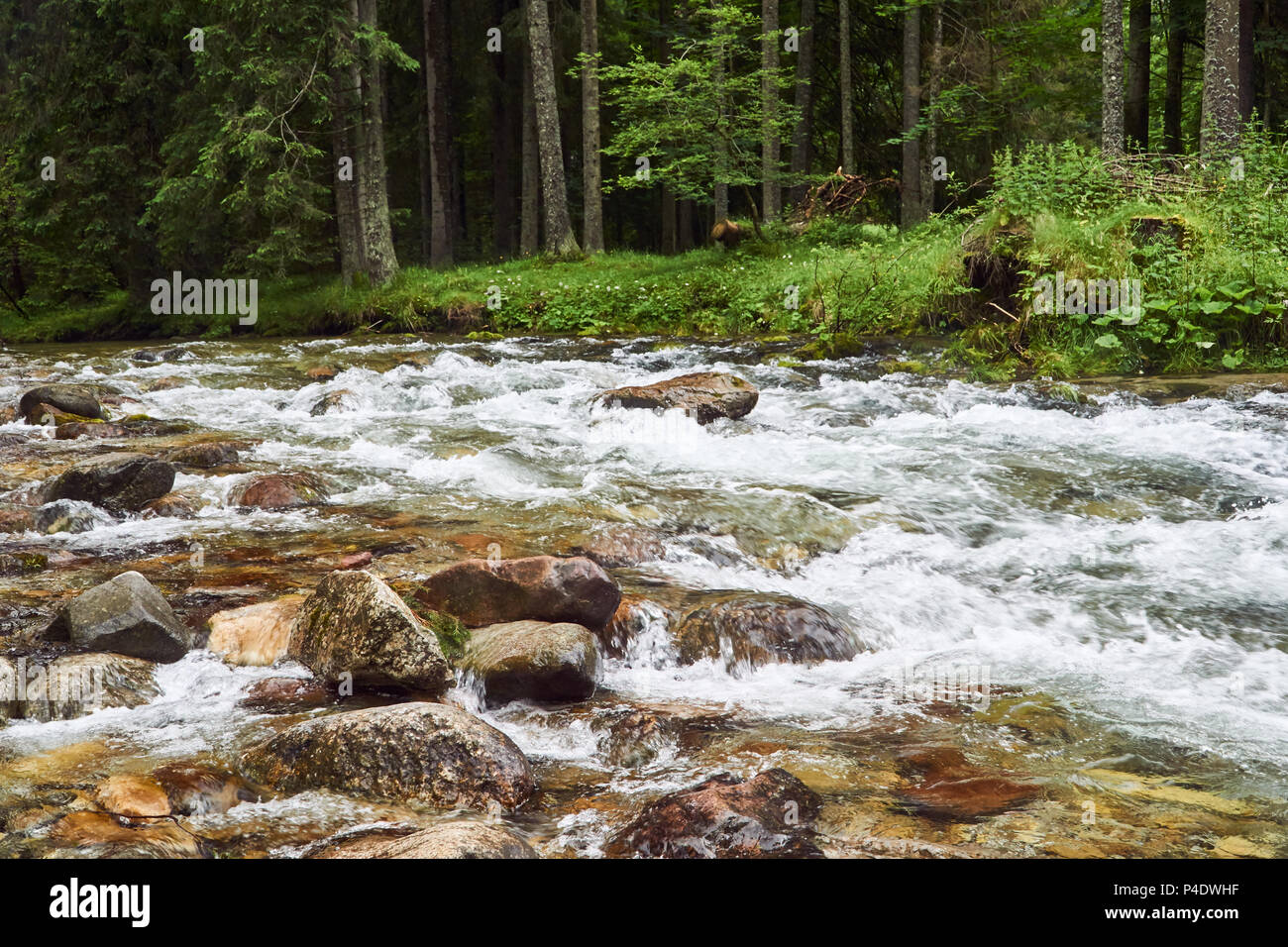 A mountain stream in the valley in the Tatra Mountains in Poland Stock ...