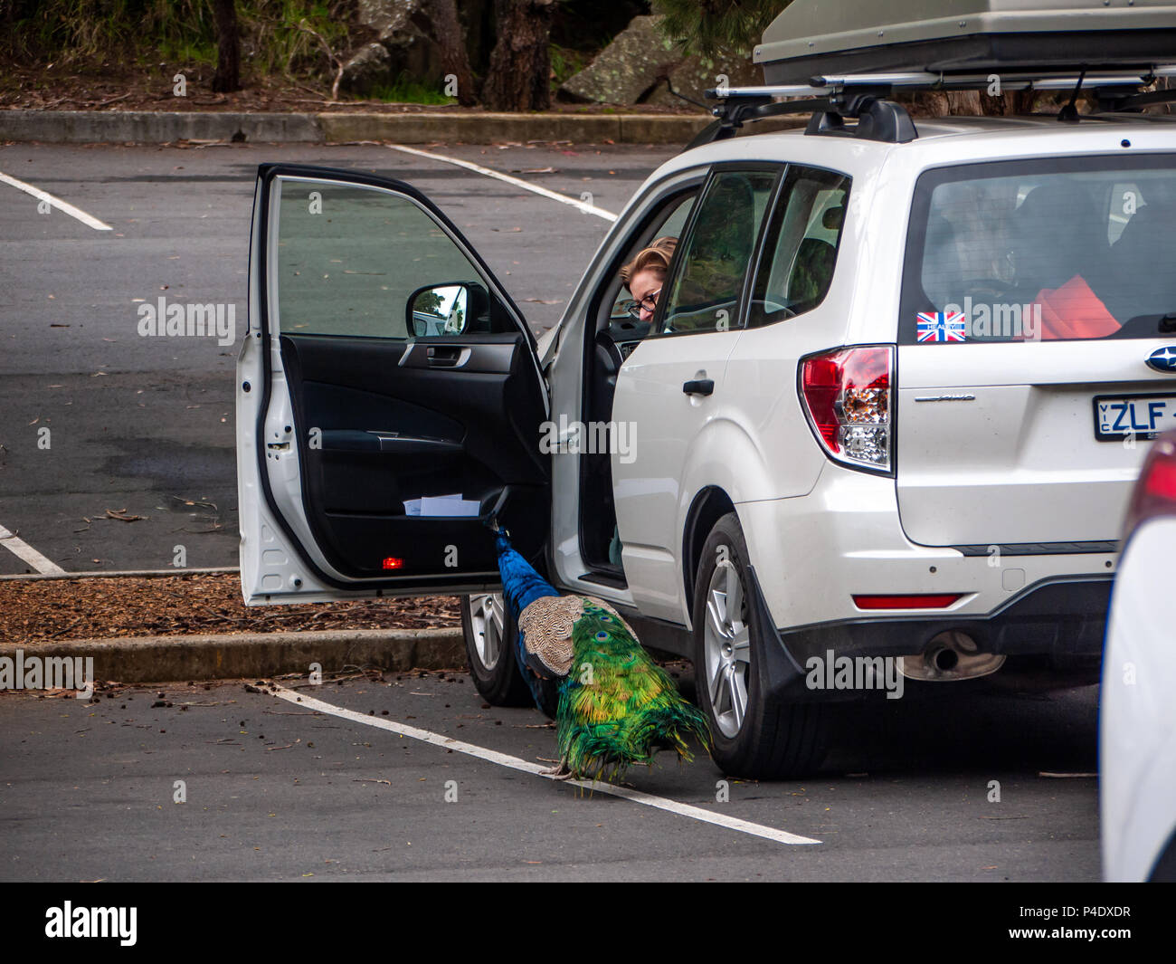 Curious wild peacock roaming free in car park of Cataract Gorge Reserve. Launceston, Tasmania, Australia Stock Photo