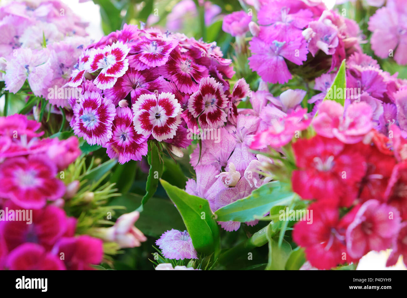 garden carnation perennial, pink and blue petals of carnation Stock