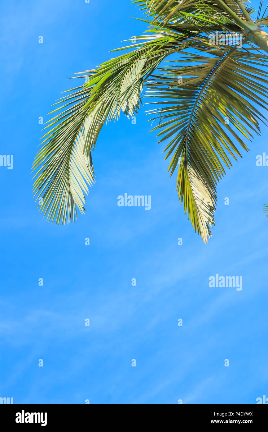 Leaves of palm tree isolated on white background Stock Photo - Alamy