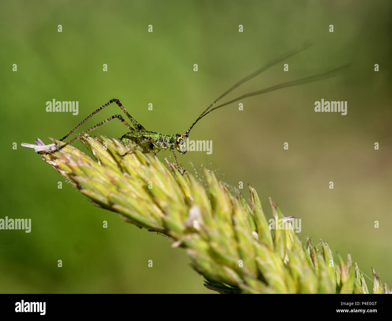 Closeup shot of young cricket on grass stem Stock Photo