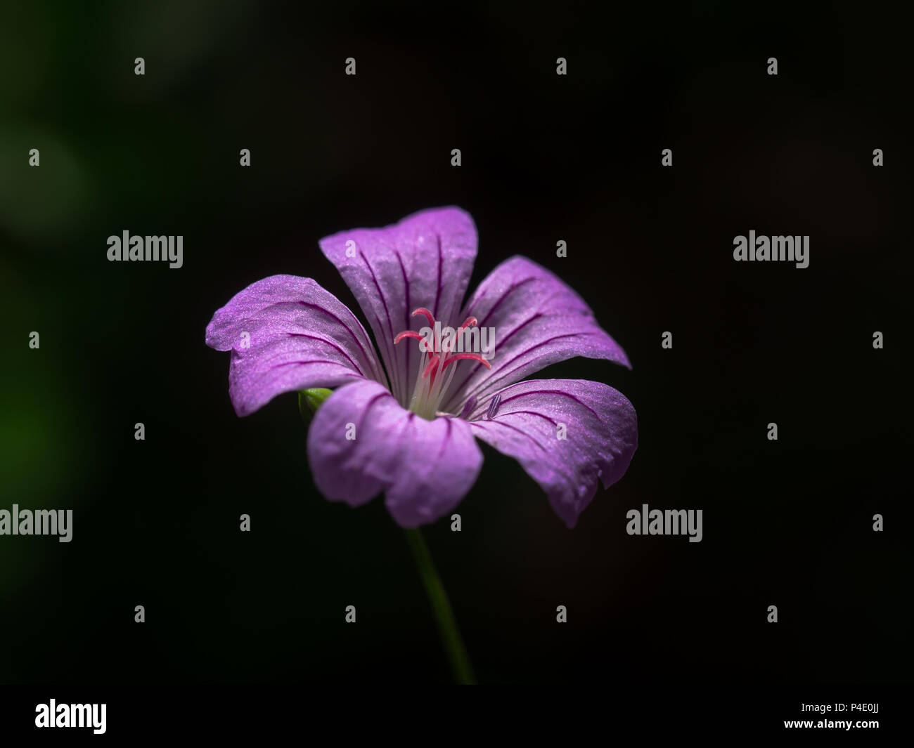 Wild geranium detail. Focus on stamens. Stock Photo