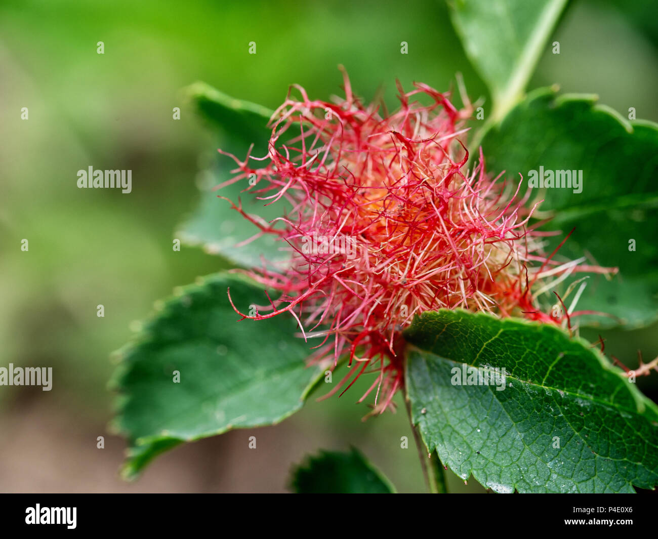 Bedeguar gall, caused by parasitic mossy rose gall wasp. Diplolepis rosae. Stock Photo