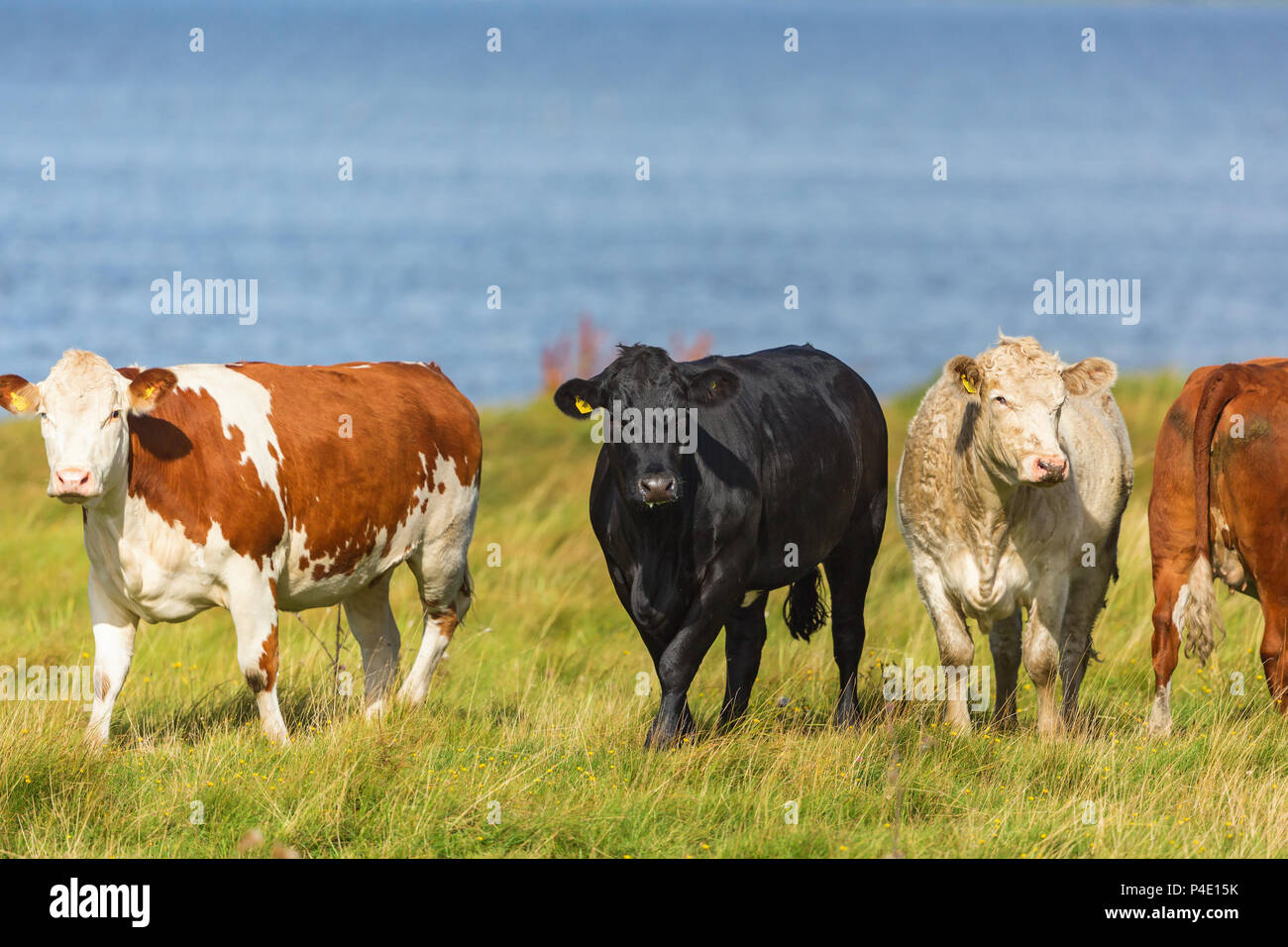 Flock of Cows on the beach meadow Stock Photo Alamy