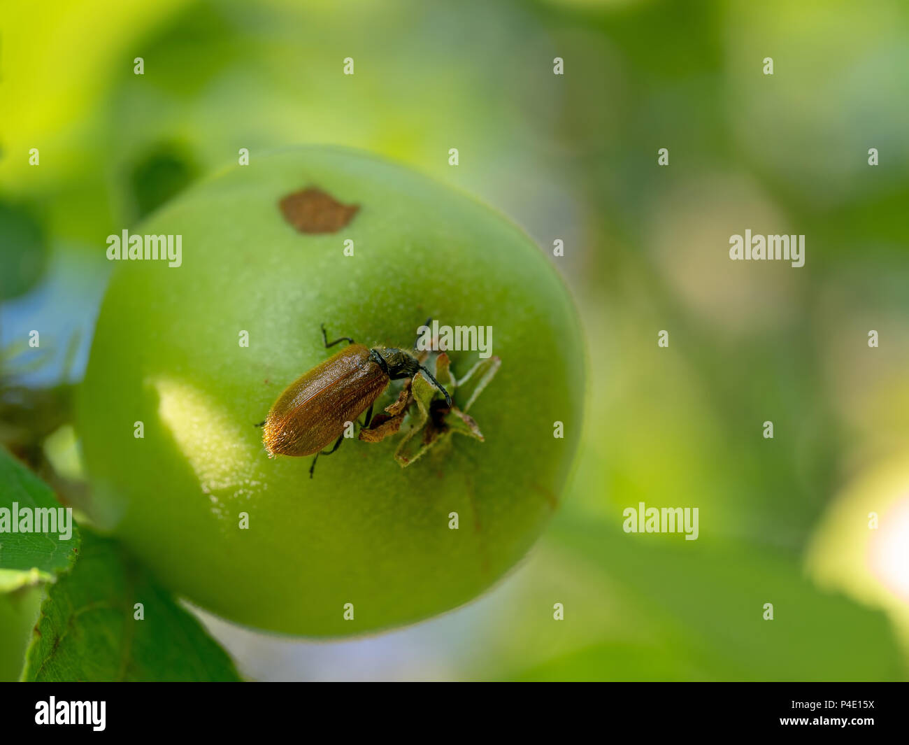Lagria hirta beetle eating growing apple. Stock Photo