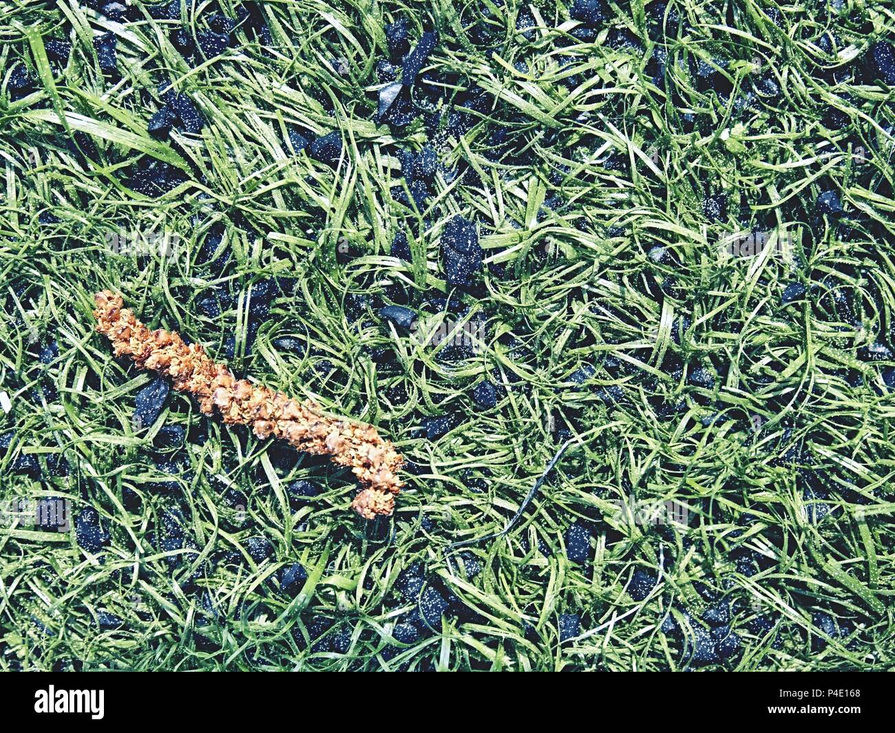Aggressive Pollen On Turf Grass Pollen Makes Breathing Problems And Allergic Reactions In The Eyes Detail Of Football Grass In Spring Dots Of Tree Stock Photo Alamy