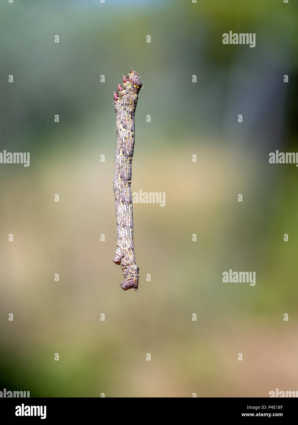 Caterpillar of Brindled Beauty moth.. Suspended midair. Stock Photo