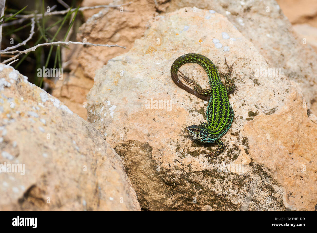 Ibiza wall lizard sub-specie (Podarcis pityusensis formenterae) on a rock in Ses Salines Natural Park (Formentera, Balearic Islands, Spain) Stock Photo