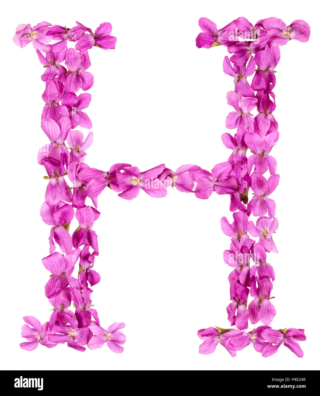 Letter H from alphabet, from flowers of violet, isolated on white  background Stock Photo - Alamy
