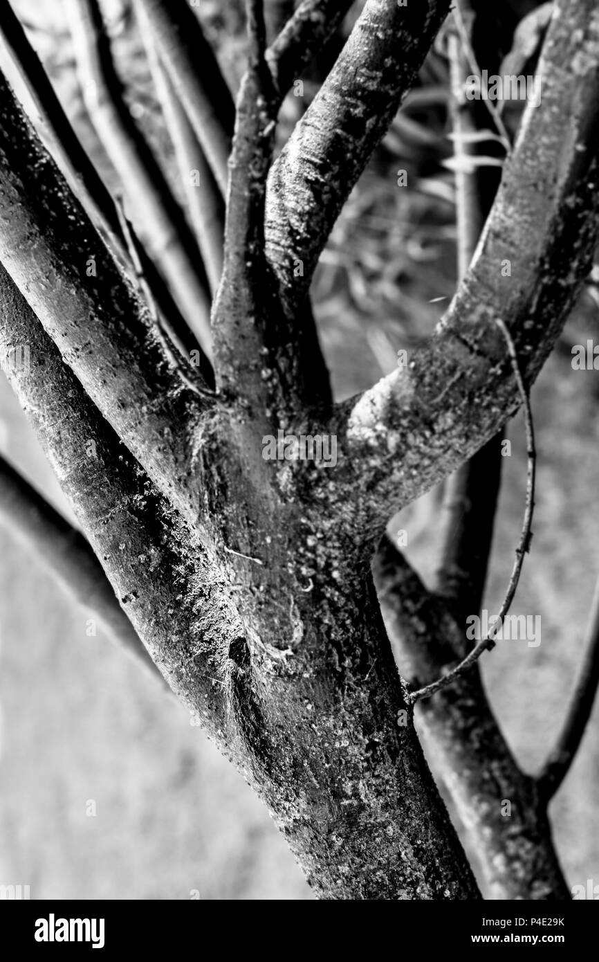 Thick branches of tree in black and white tones Stock Photo