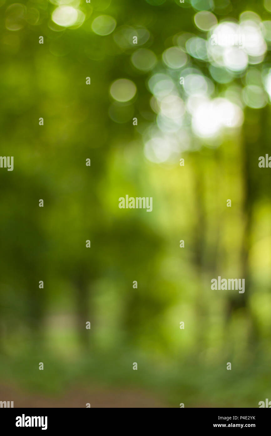 Blurry nature wallpaper. Forest bokeh background. Green defocused backdrop  for your design Stock Photo - Alamy