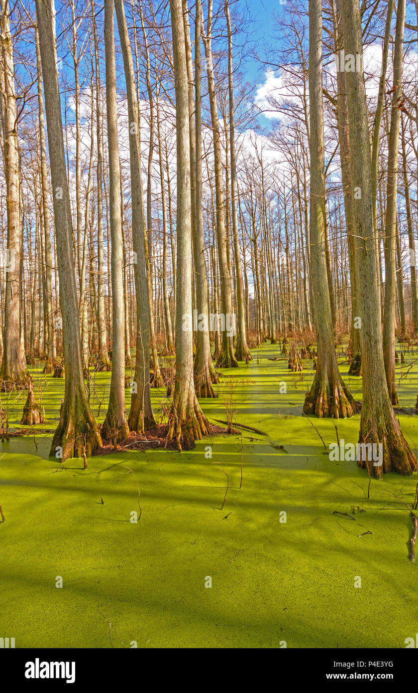 Cypress Swamp in the Sun at Heron Pond in Cache River State Natural Area Stock Photo