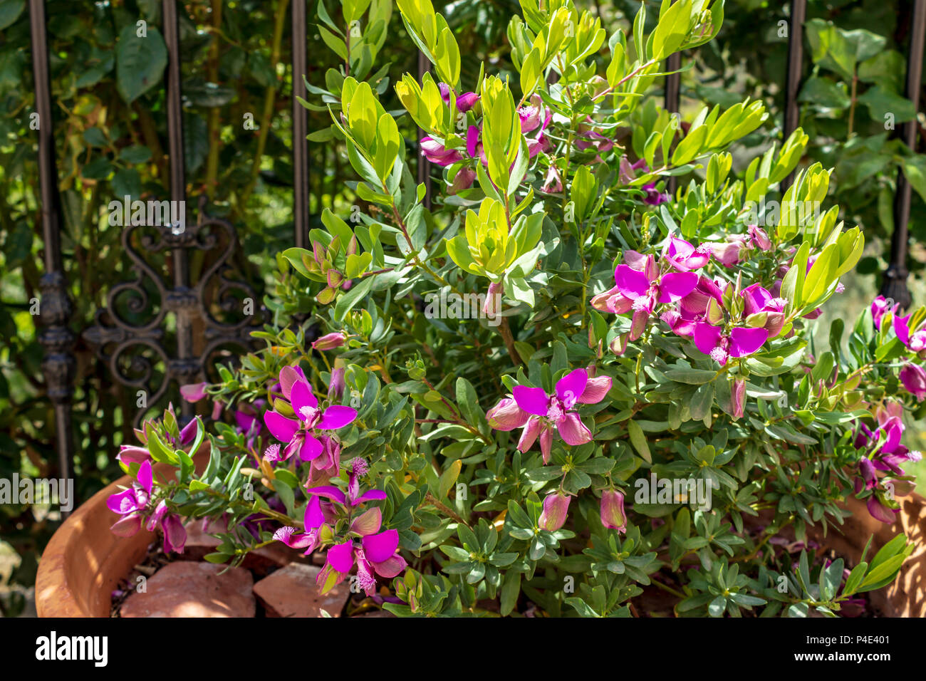 Polygala myrtifolia flower, Myrtle leaf milkwort evergreen Shrub Stock Photo