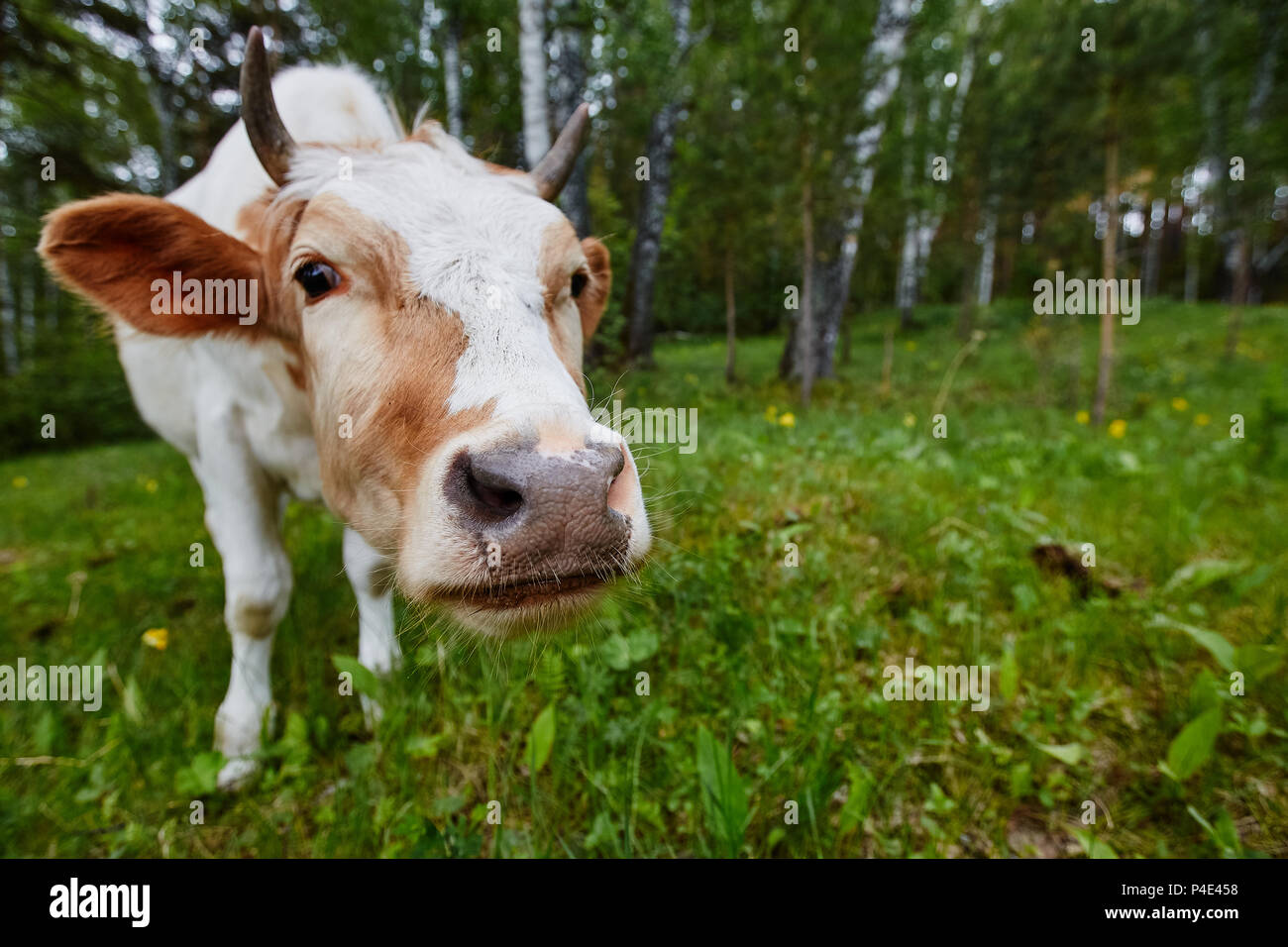 Comical portrait of a cow shot on a wide-angle lens Stock Photo - Alamy