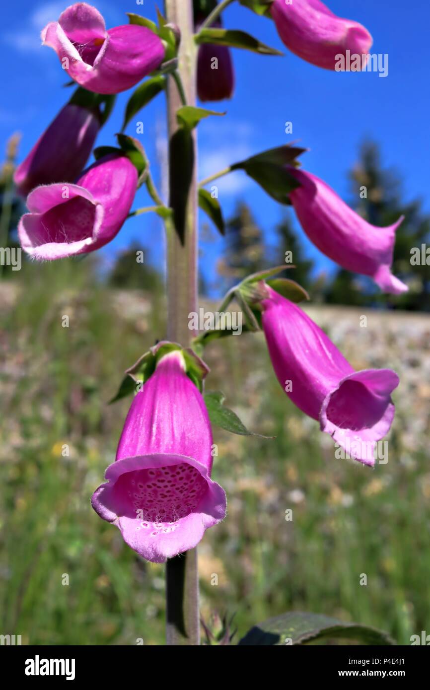 A dark pink foxglove plant in full bloom against blue sky background. Stock Photo