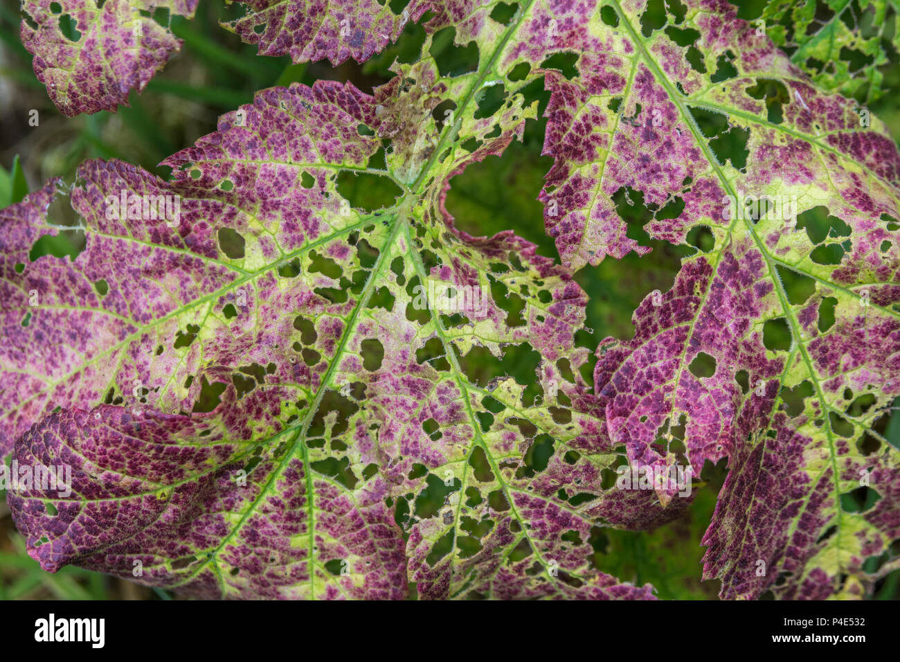 Macro close-up Hogweed / Cow Parsnip - diseased leaf of Hogweed / Heracleum sphondylium. Close-up leaf texture, abstract green leaf texture. Stock Photo